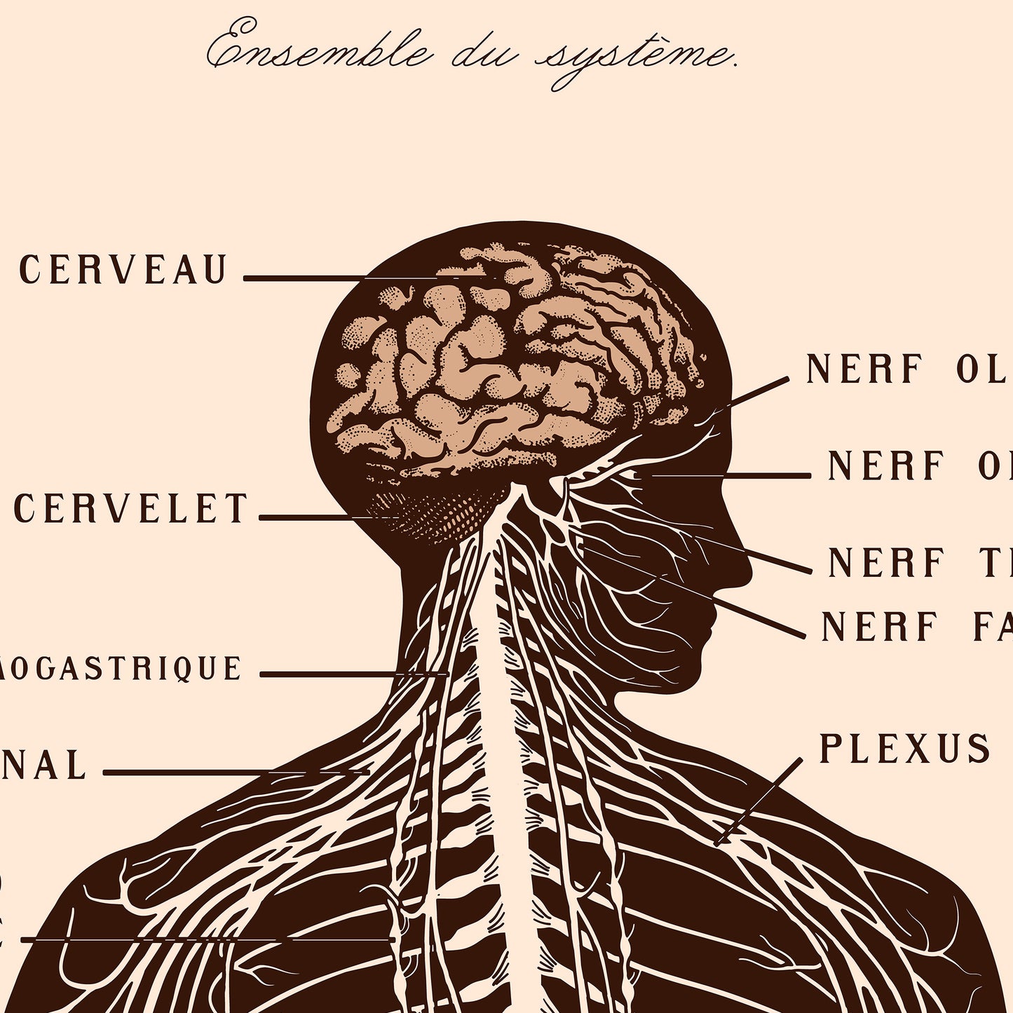 Affiche : Système Nerveux