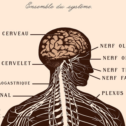 Affiche: Zenuwstelsel