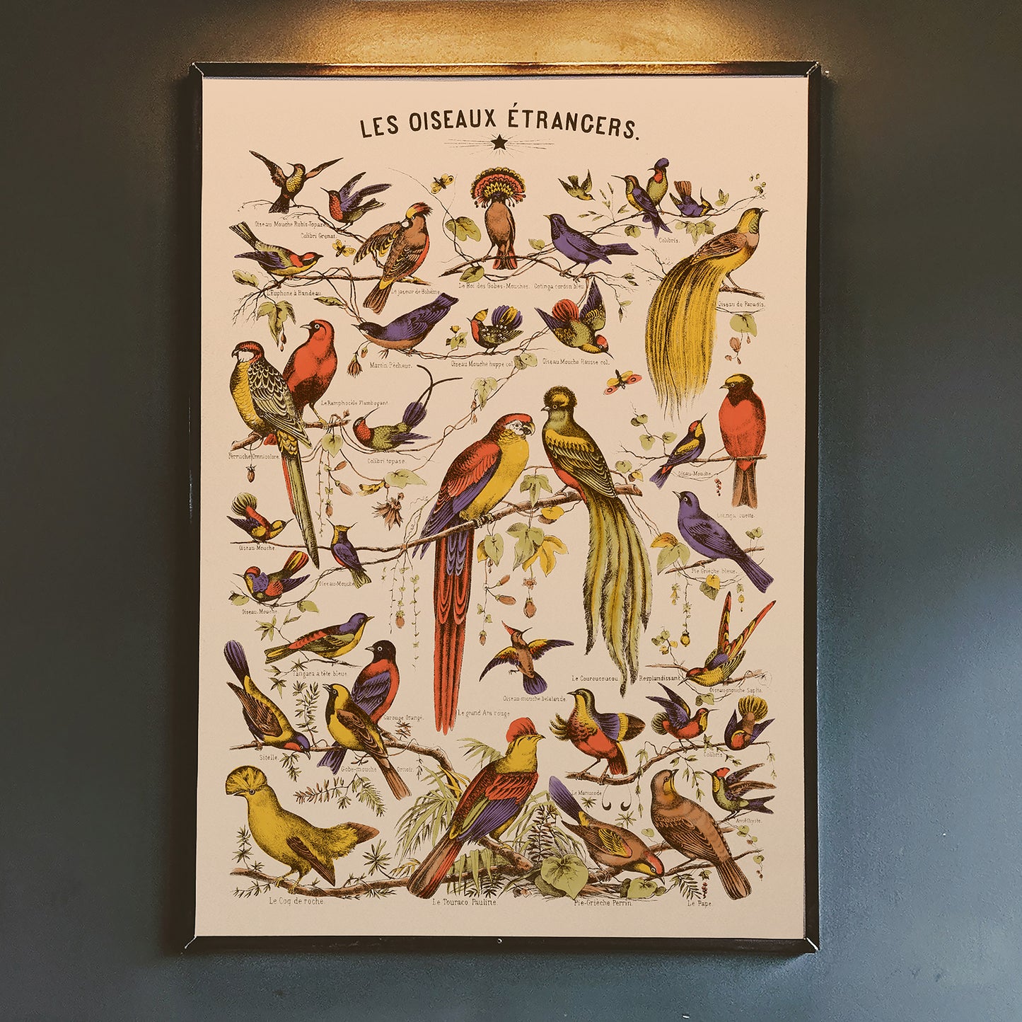 Affiche : Les Oiseaux Etrangers