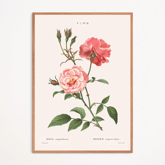 Affiche : Rosa Semperflorens