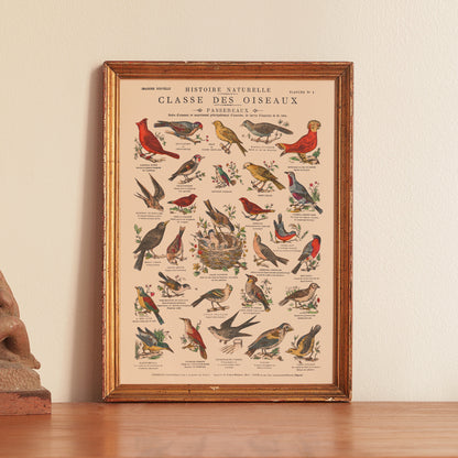 Affiche : Oiseaux, Passereaux - Planche éducative