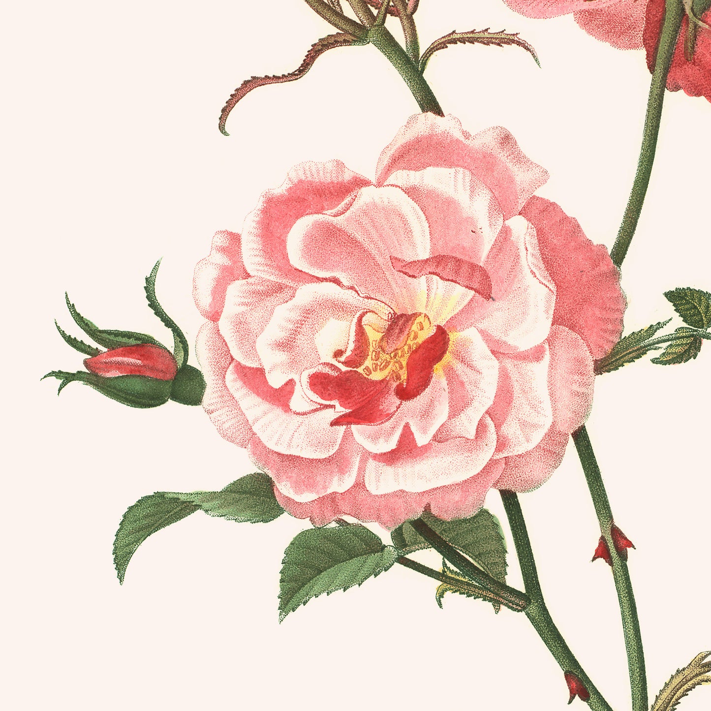 Poster : Rosa Semperflorens