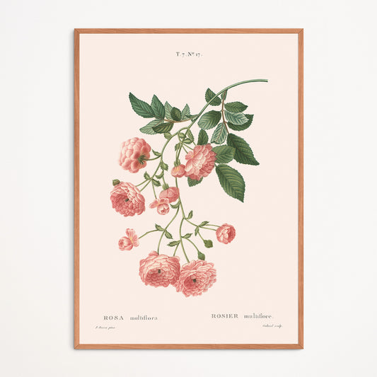 Affiche : Rosa Multiflora