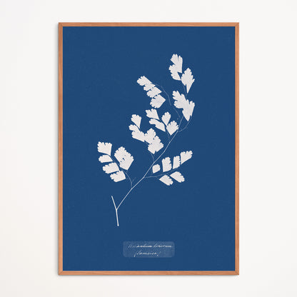 Affiche : Adiantum Tenerum - Anna Atkins