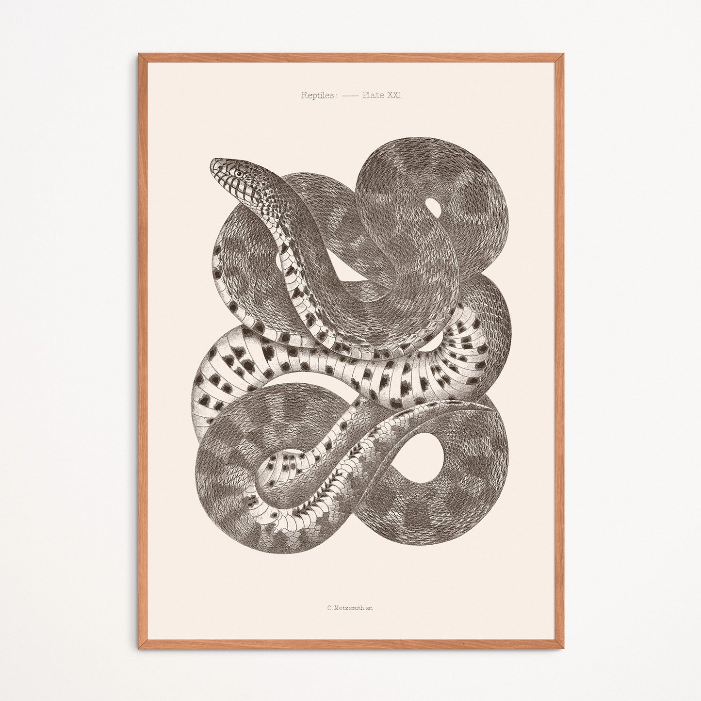 Poster : Snake - Plate XXI