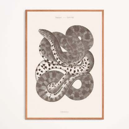 Poster : Snake - Plate XXI