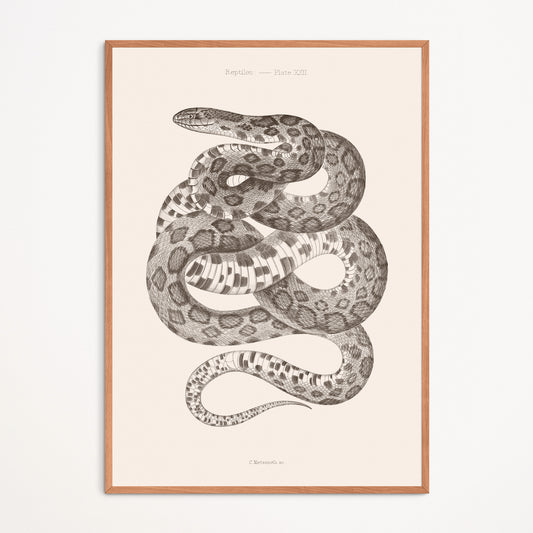 Affiche : Serpent - Planche XXII