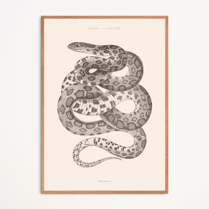 Poster : Snake - Plate XXII