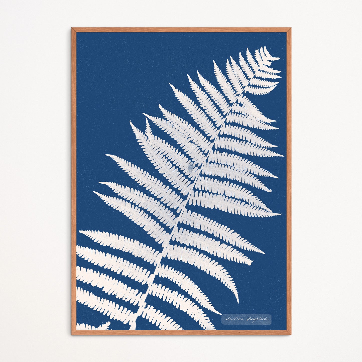 Affiche : Lastrea Oreopteris - Anna Atkins