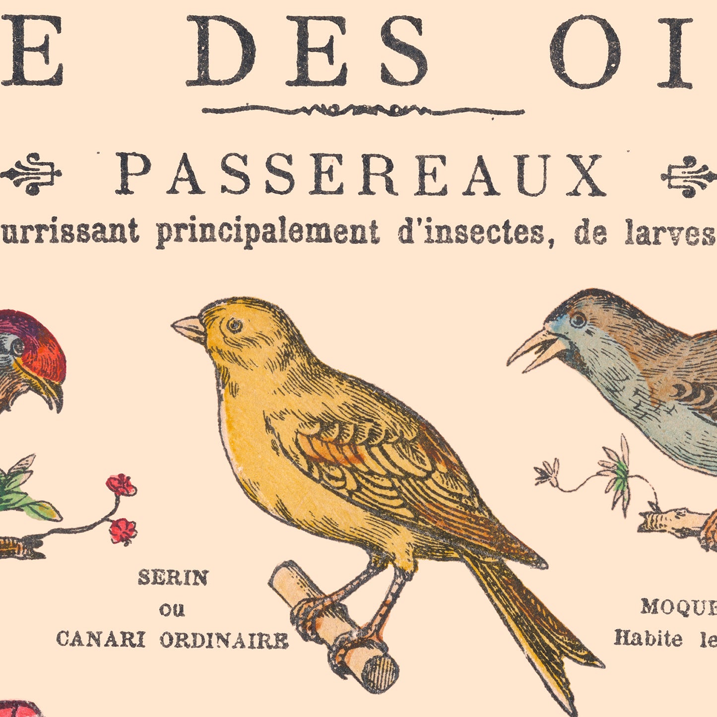 Affiche : Oiseaux, Passereaux - Planche éducative