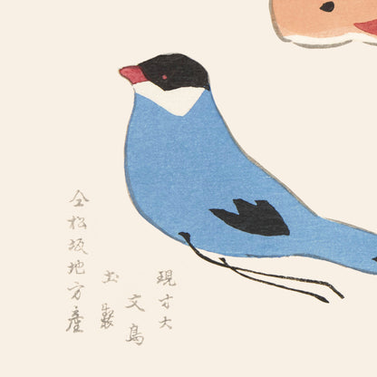 Affiche : Unai No Tomo - Oiseau bleu et Batraciens