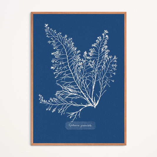 Affiche : Cystoseira Granulata - Anna Atkins