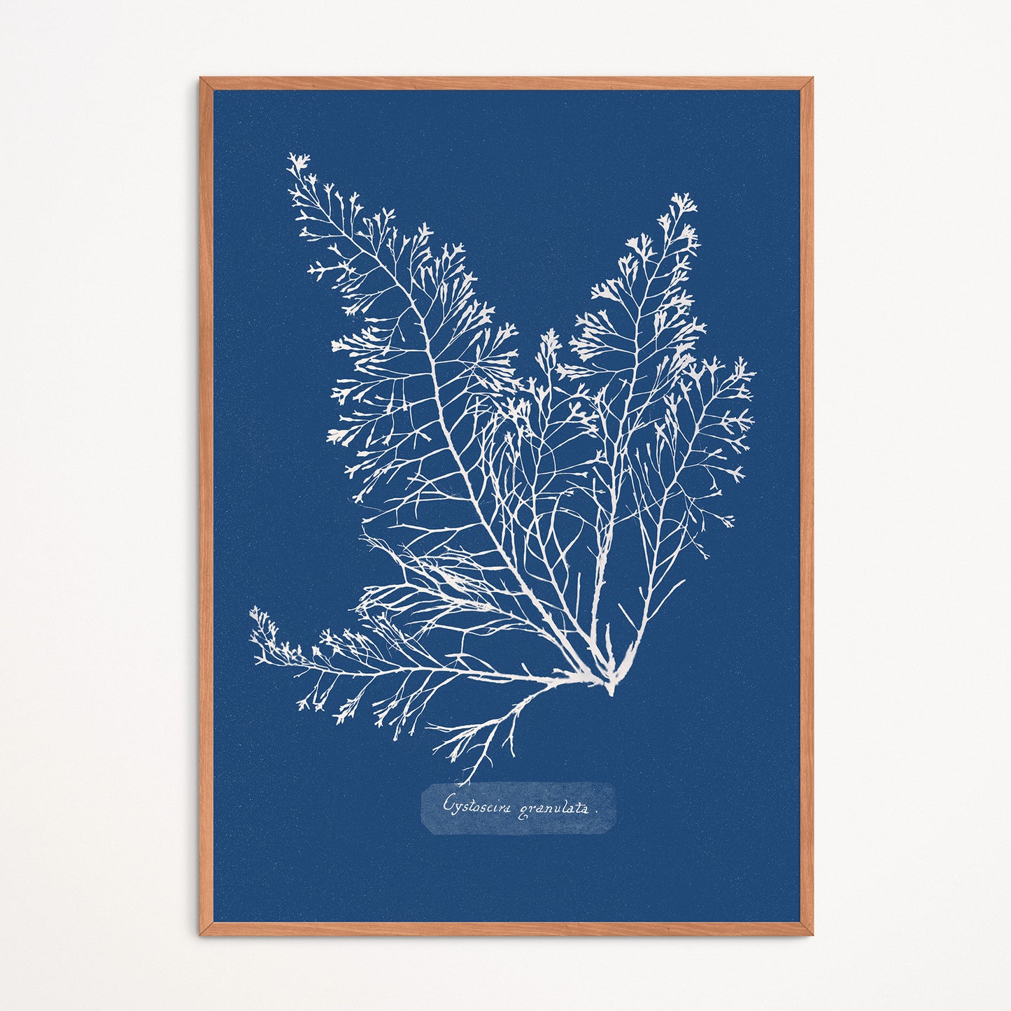 Poster : Cystoseira Granulata - Anna Atkins