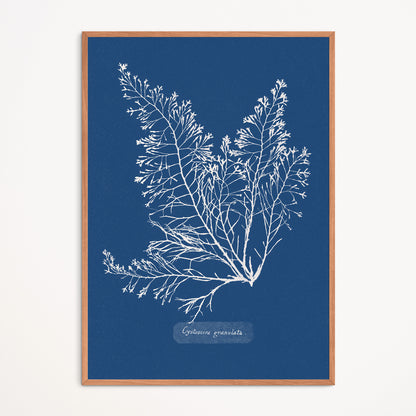 Affiche : Cystoseira Granulata - Anna Atkins