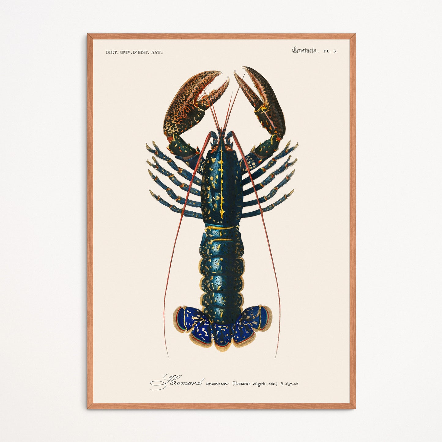 Affiche : Homarus Vulgaris