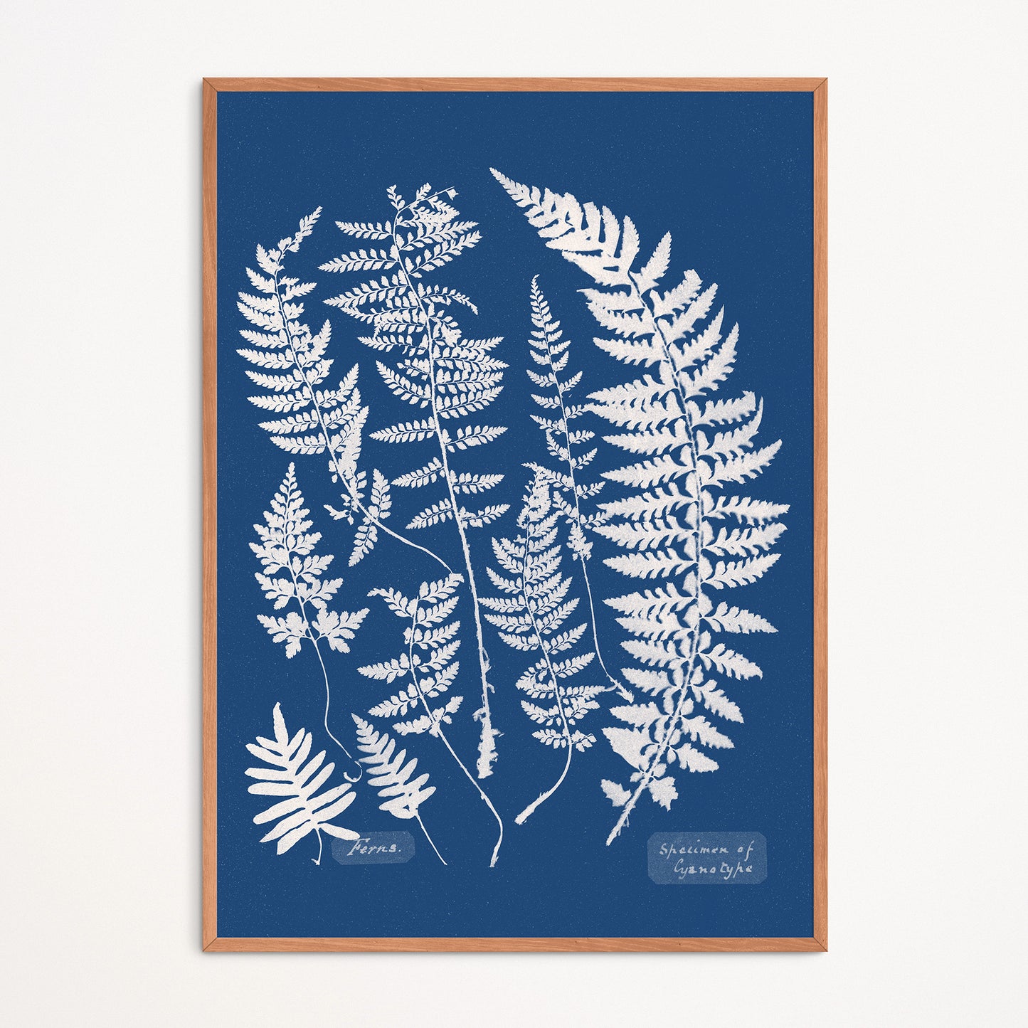 Poster : Ferns, Specimen of Cyanotype - Anna Atkins