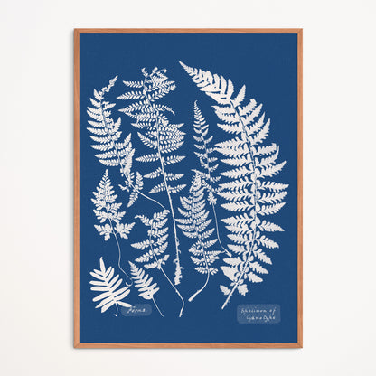 Poster : Ferns, Specimen of Cyanotype - Anna Atkins