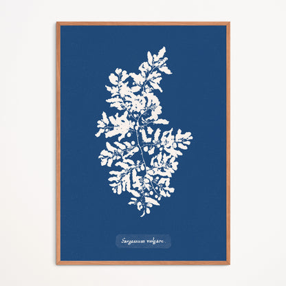 Affiche : Sargassum Vulgare - Anna Atkins