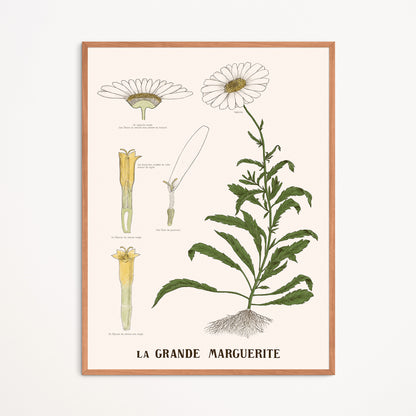 Affiche : La Grande Marguerite