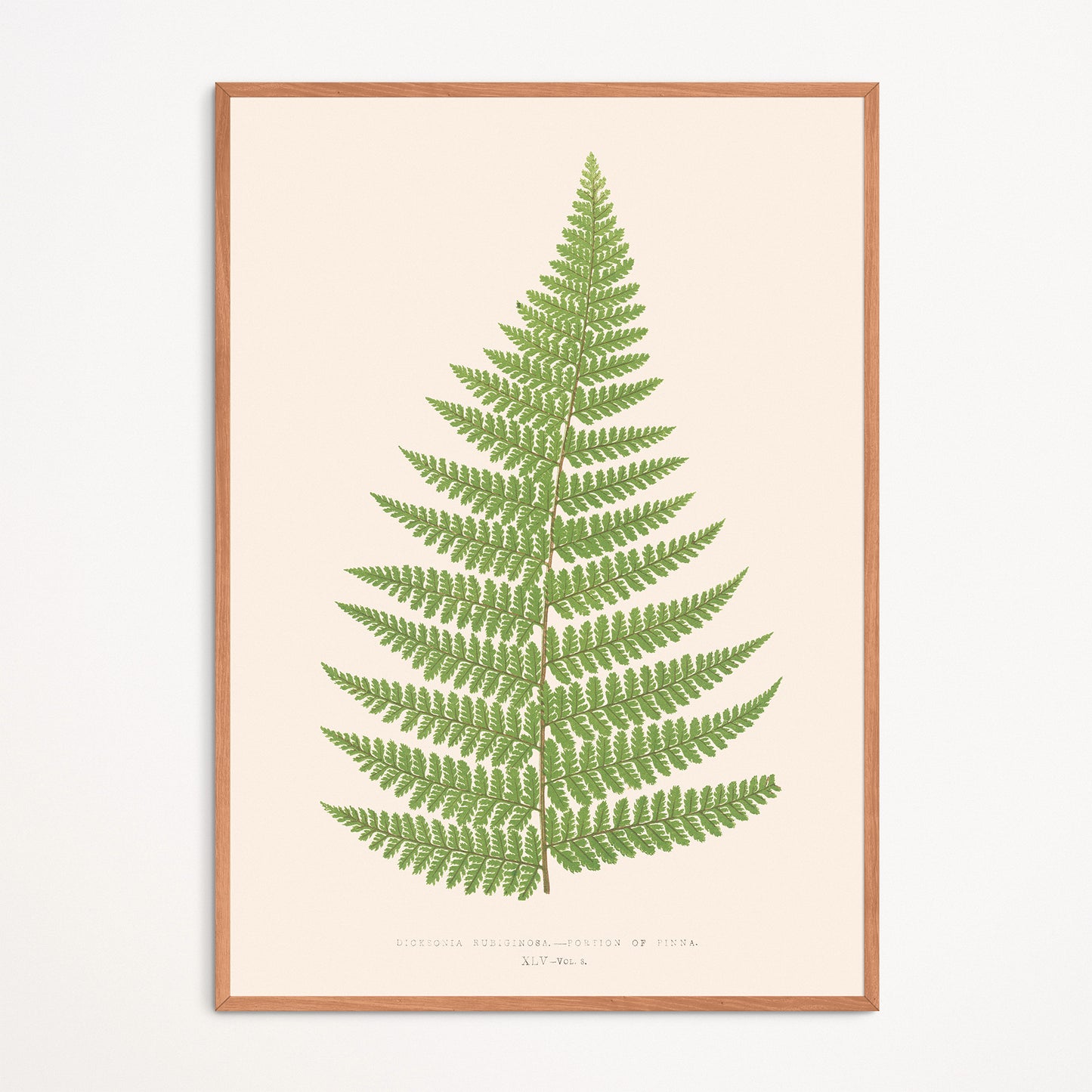 Affiche : Dicksonia Rubiginosa