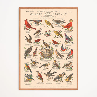 Affiche : Oiseaux, Passereaux - Planche éducative