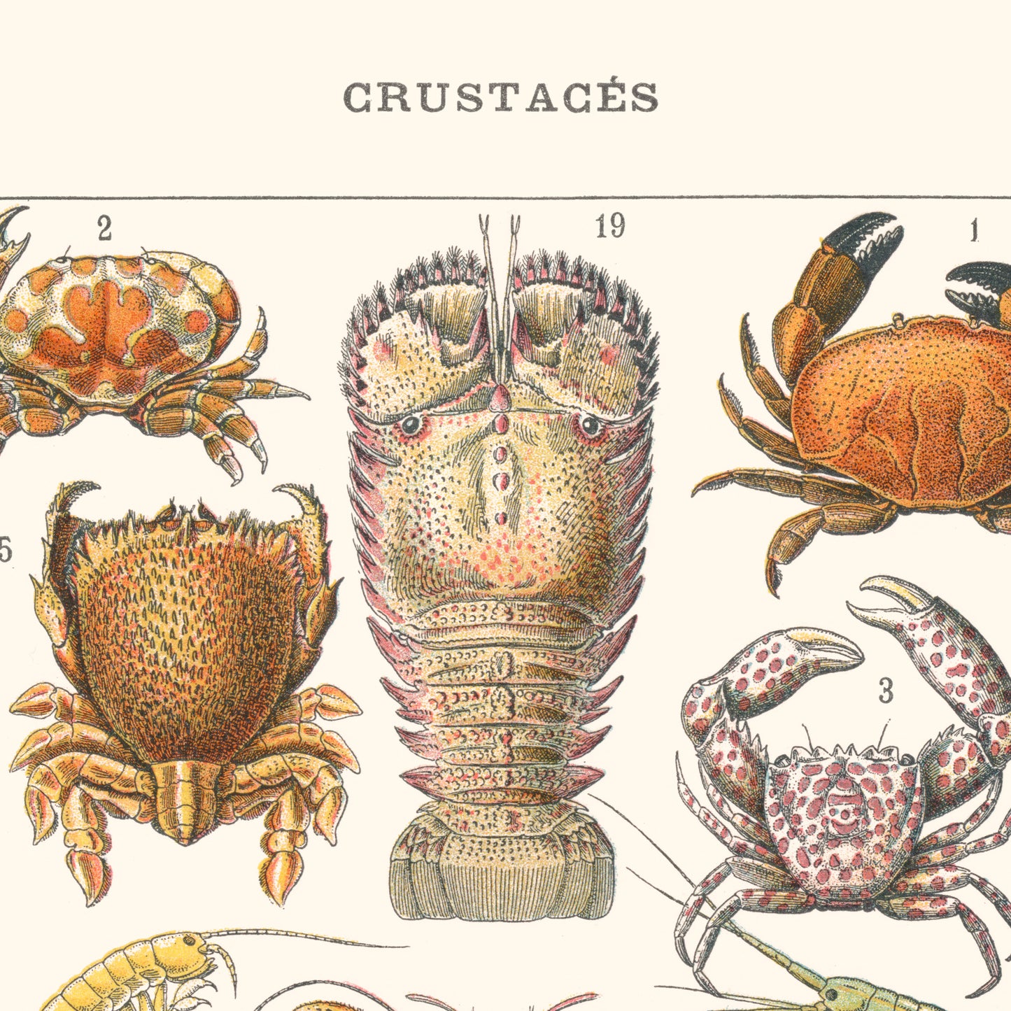 Affiche : Crustacés