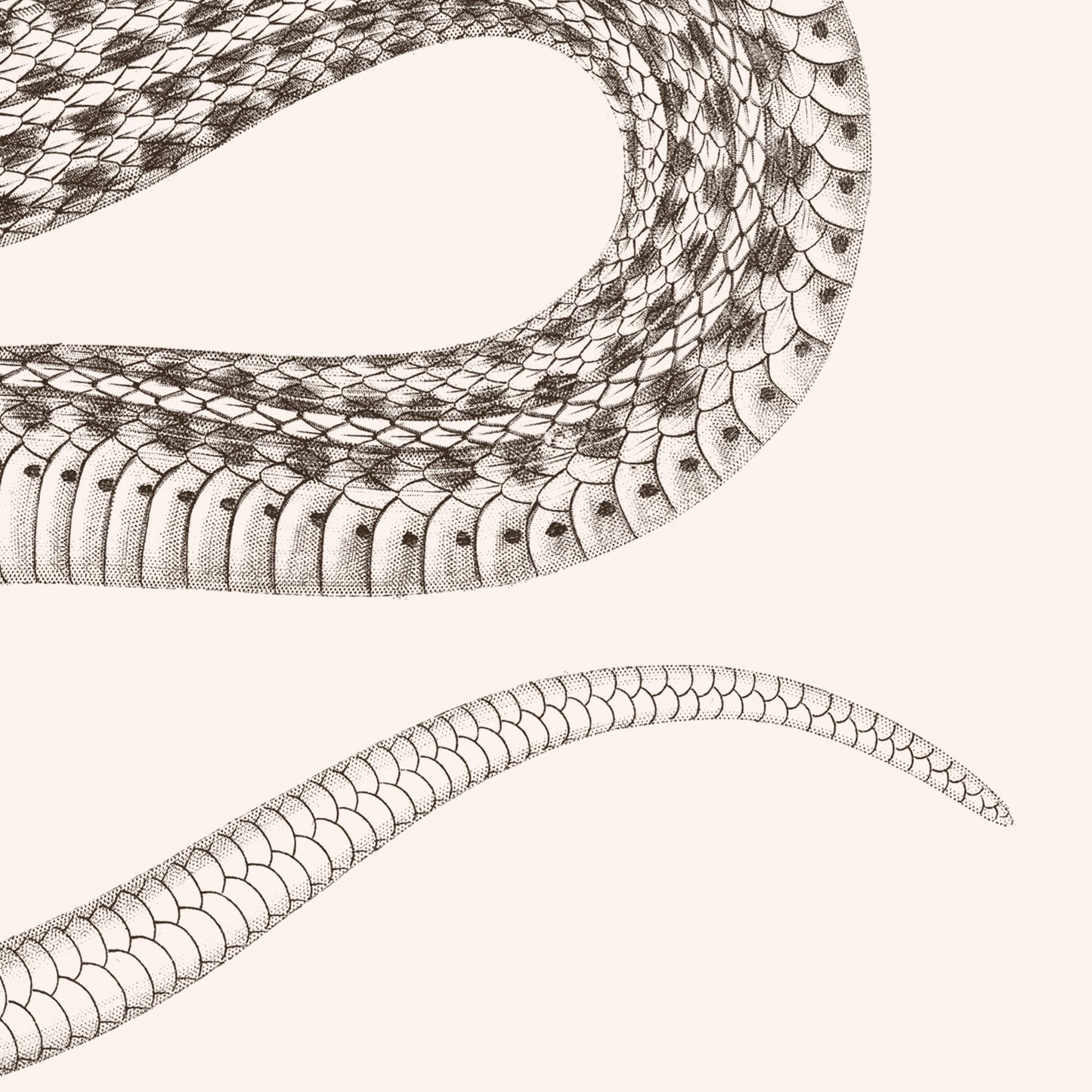 Affiche : Serpent - Planche XIV