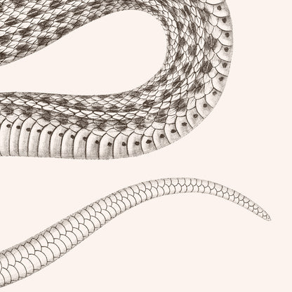 Affiche : Serpent - Planche XIV