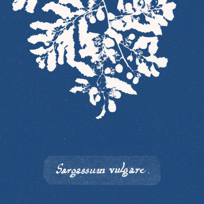 Affiche : Sargassum Vulgare - Anna Atkins
