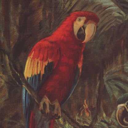 Affiche : Les Trois Perroquets