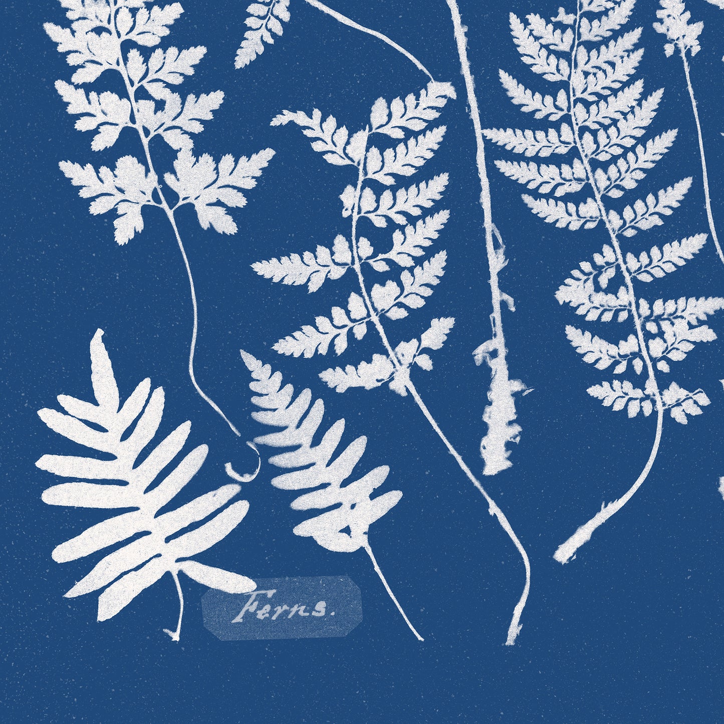 Poster : Ferns, Specimen of Cyanotype - Anna Atkins