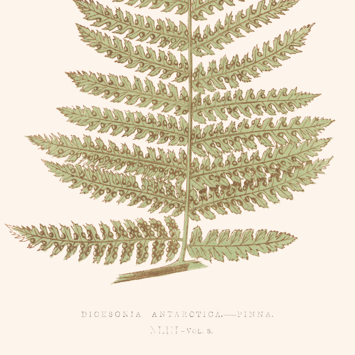 Affiche : Dicksonia Antarctica