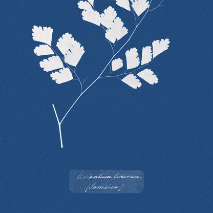 Affiche : Adiantum Tenerum - Anna Atkins