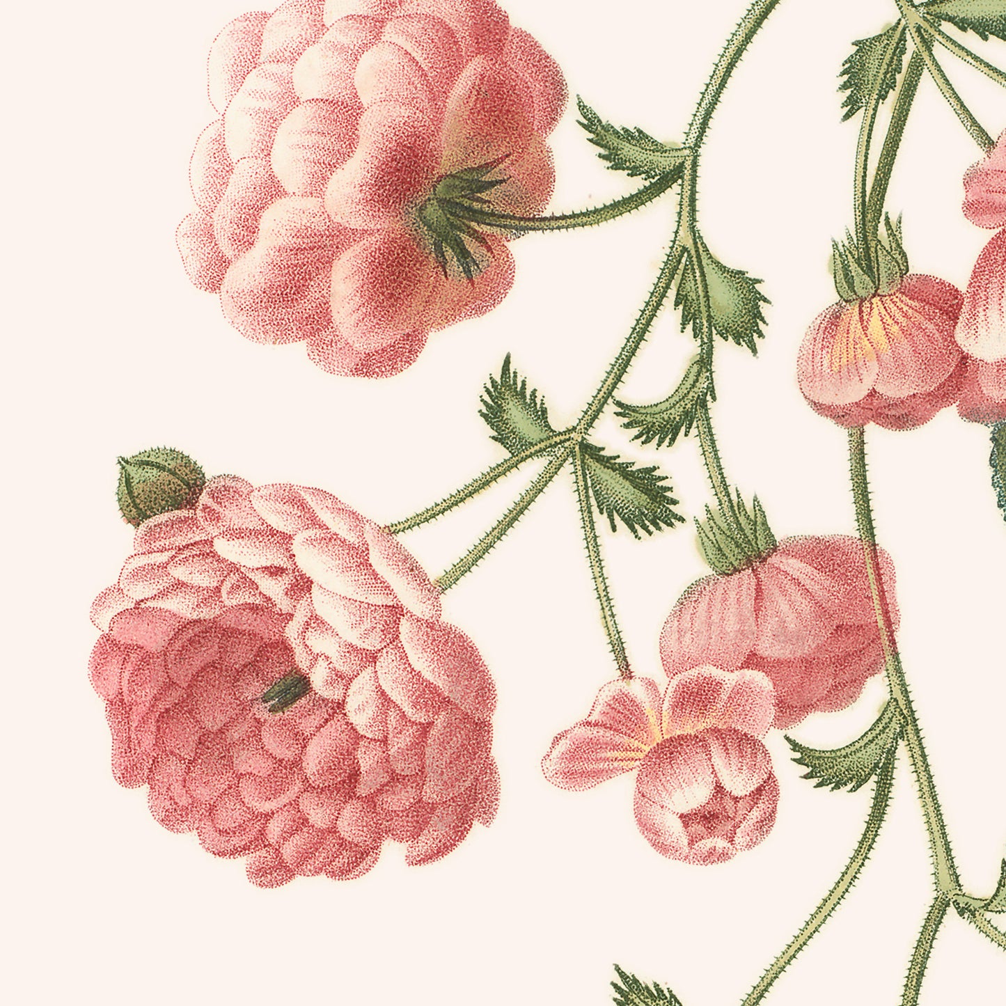 Poster : Rosa Multiflora