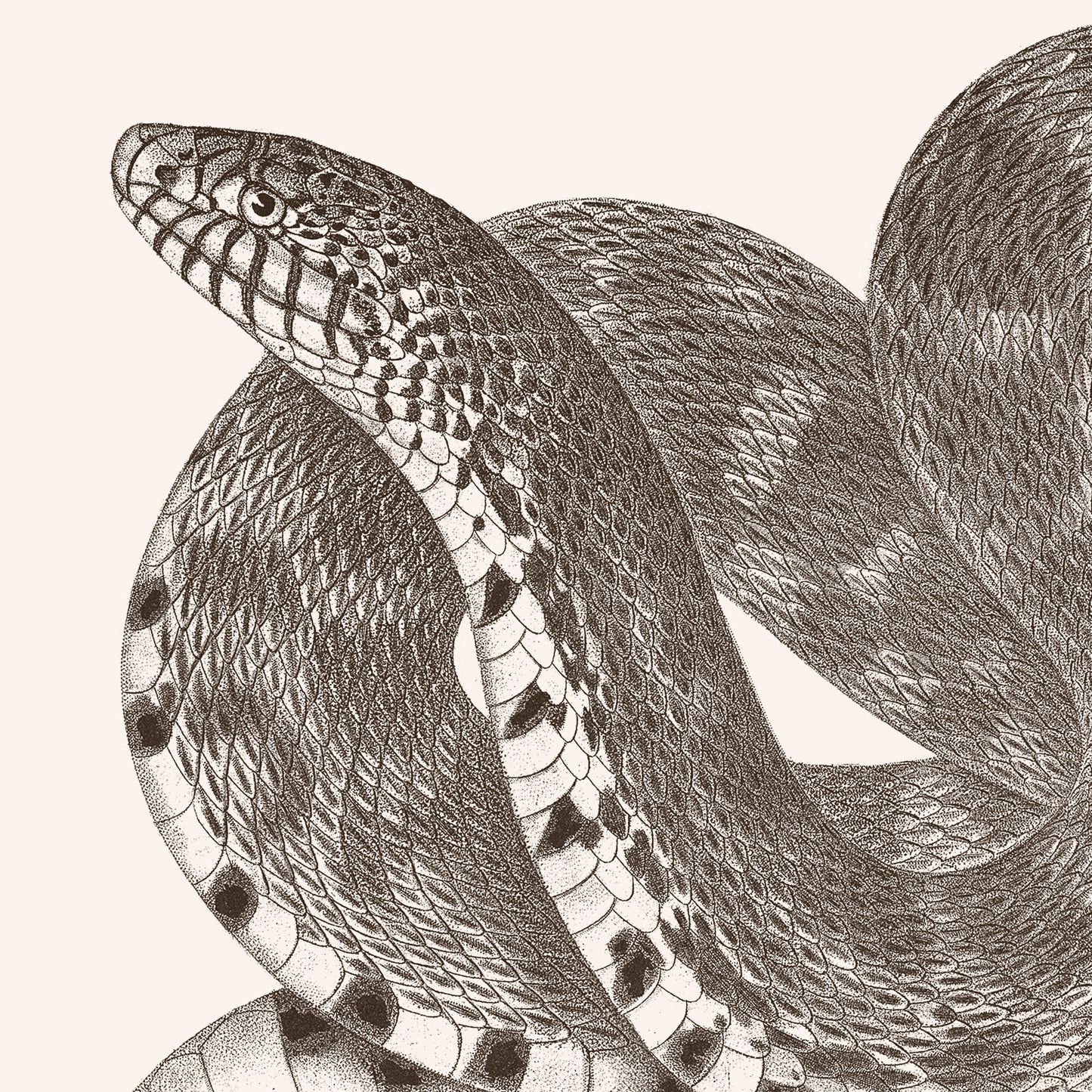 Affiche : Serpent - Planche XXI