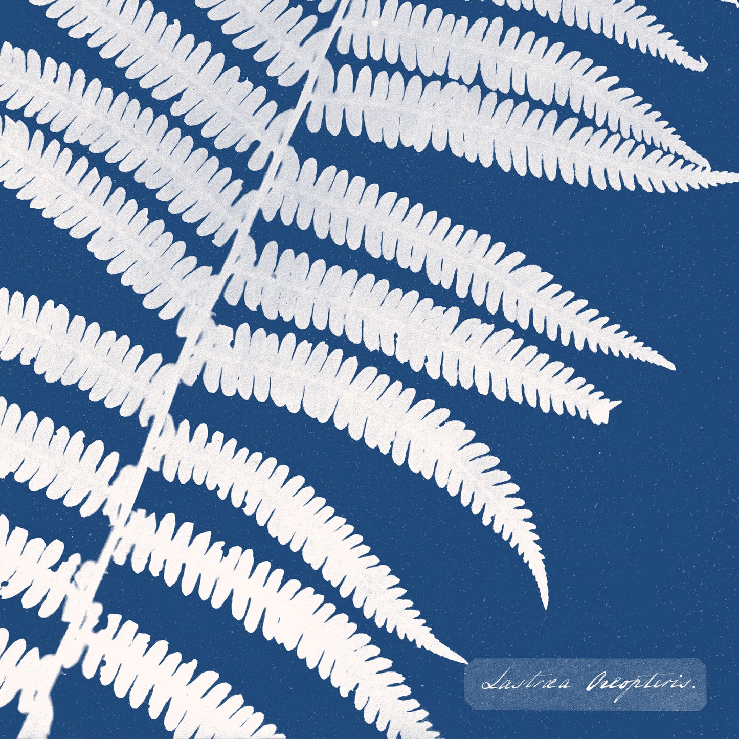 Poster : Lastrea Oreopteris - Anna Atkins