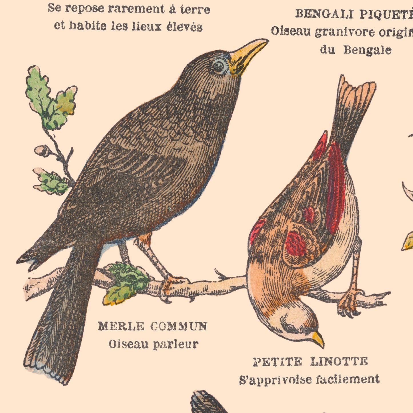 Affiche : Oiseaux, Passereaux - Planche éducative