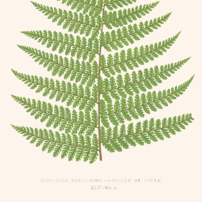 Affiche : Dicksonia Rubiginosa