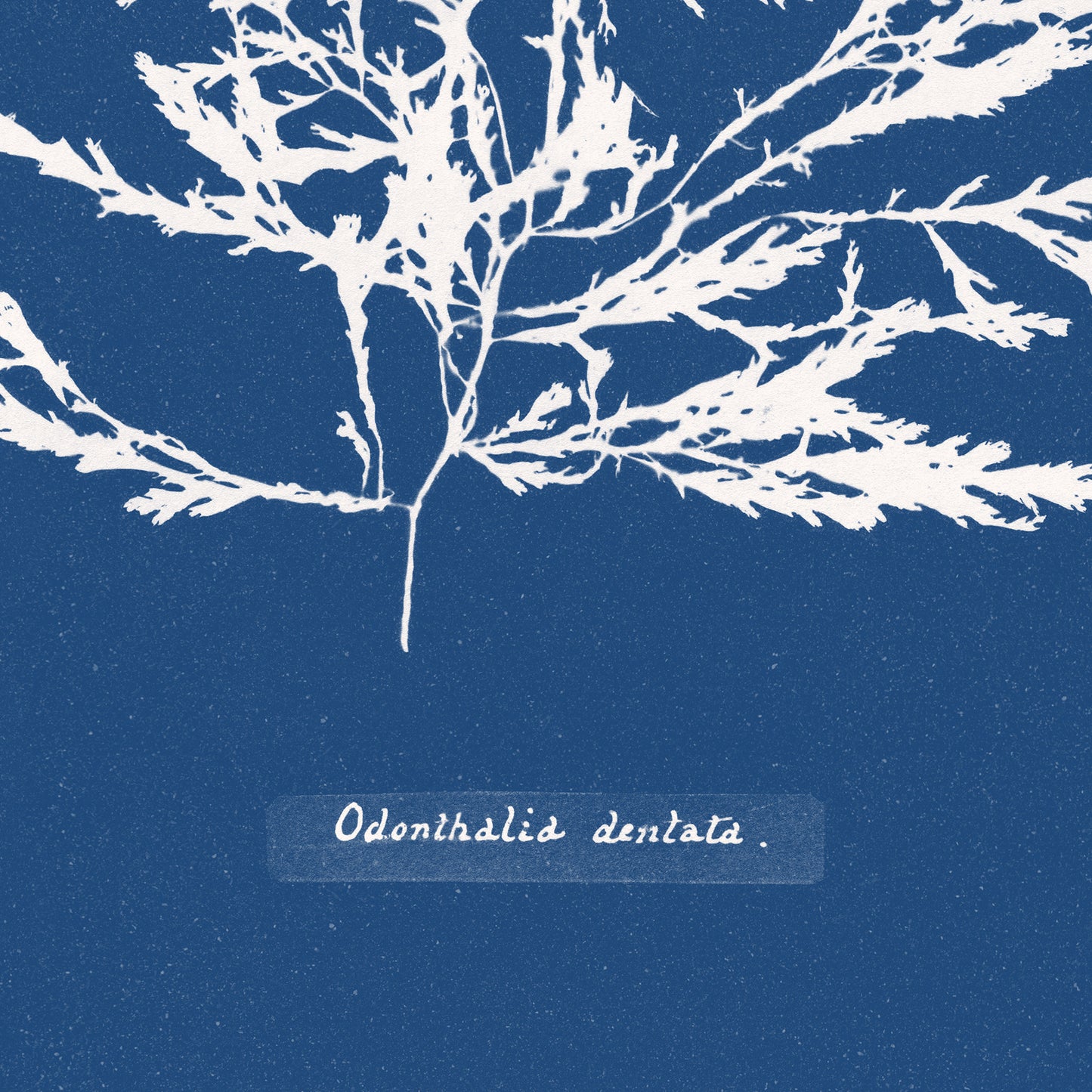 Affiche : Odonthalia Dentata - Anna Atkins