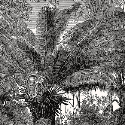 Poster : Tropical Palm