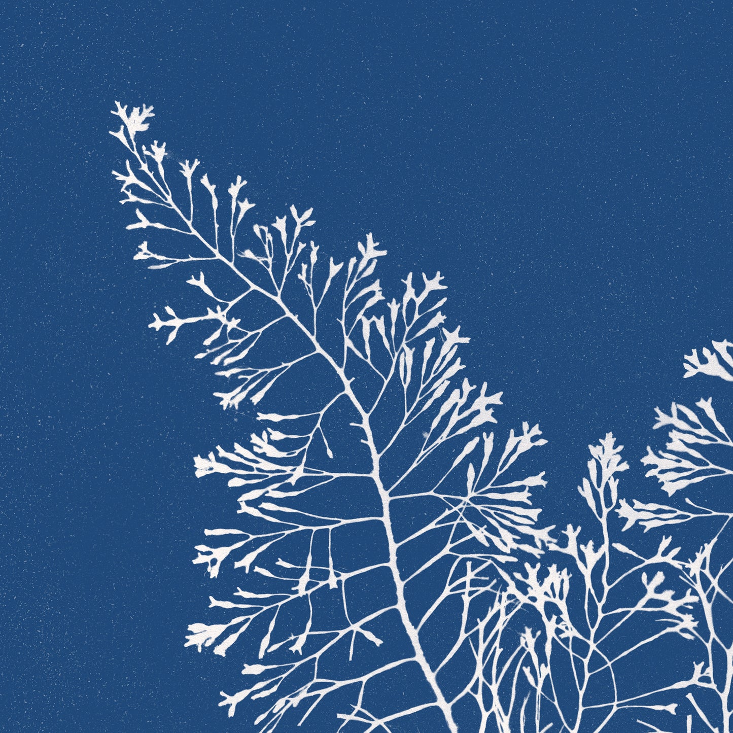 Affiche : Cystoseira Granulata - Anna Atkins