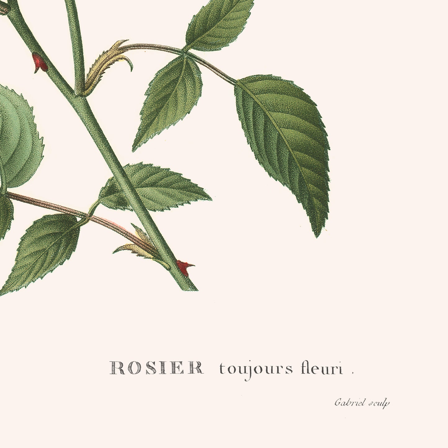 Affiche : Rosa Semperflorens