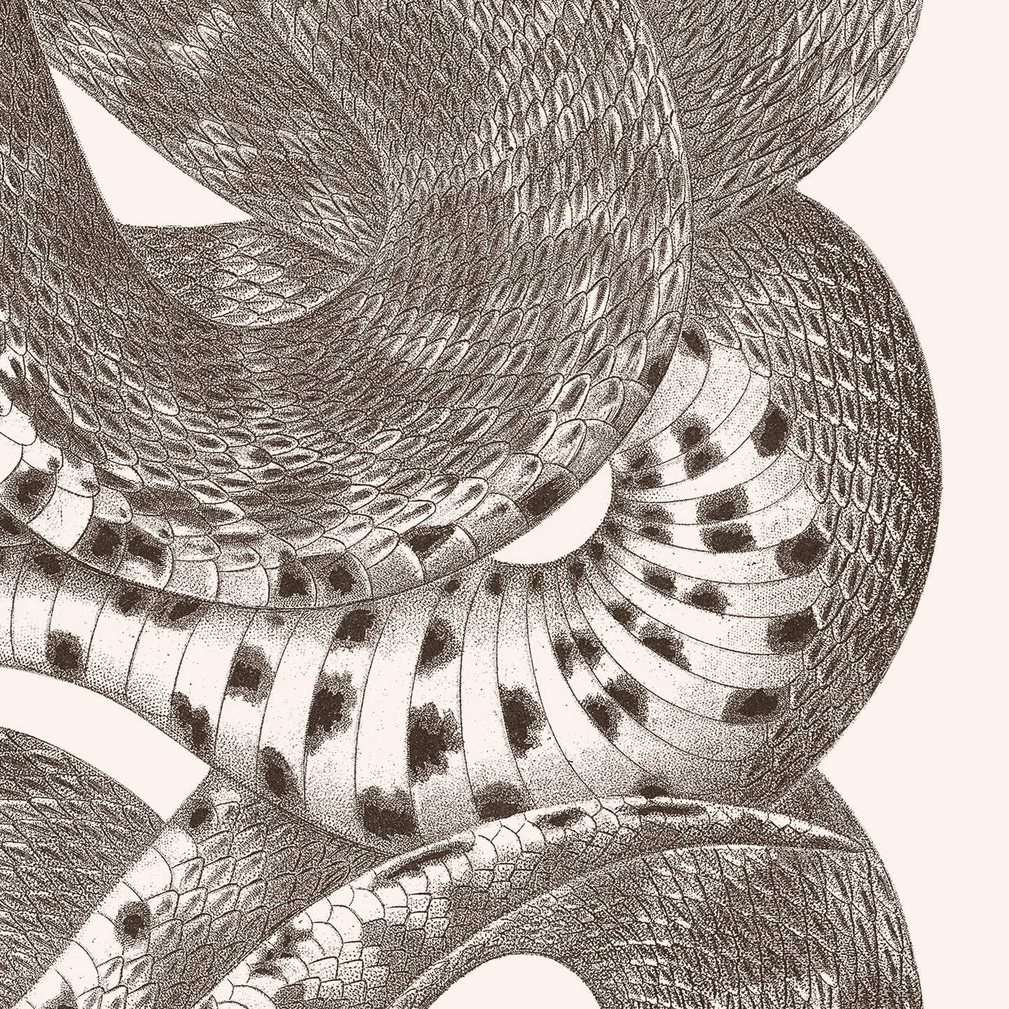 Affiche : Serpent - Planche XXI