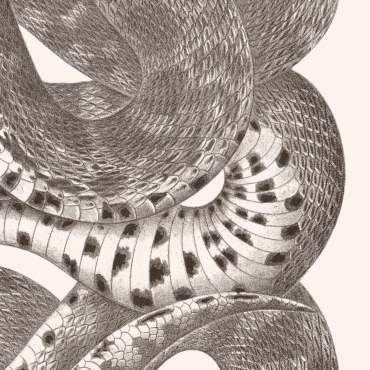 Poster : Snake - Plate XXI