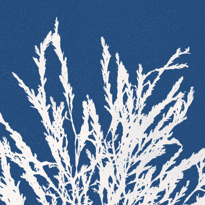 Affiche : Odonthalia Dentata - Anna Atkins