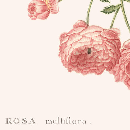 Poster : Rosa Multiflora