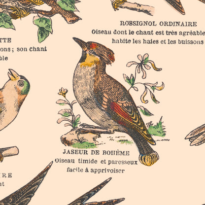 Affiche : Oiseaux, Passereaux - Planche éducative