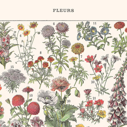 Affiche : Fleurs I
