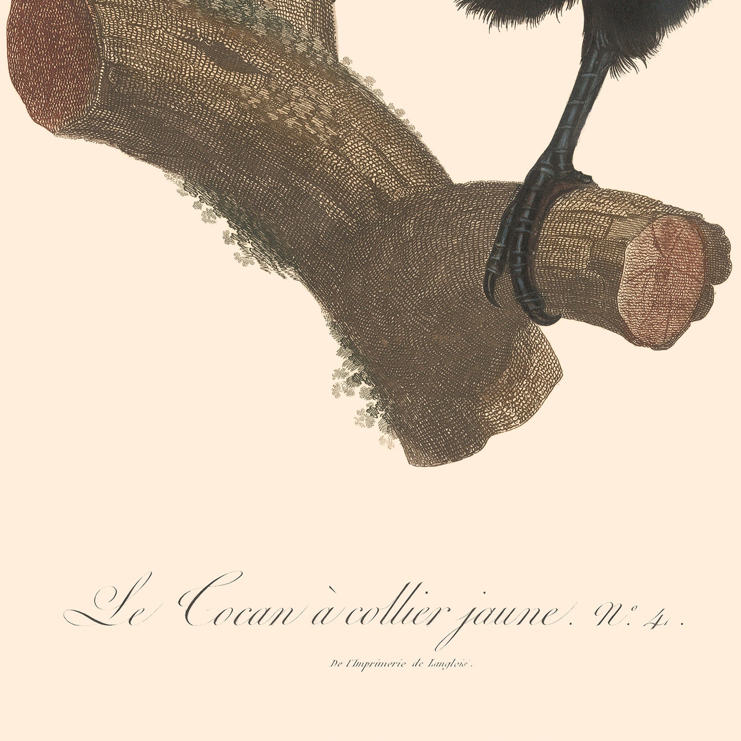 Poster : The Yellow Collared Monkey