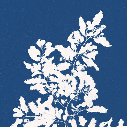 Affiche : Sargassum Vulgare - Anna Atkins